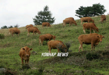 깊어가는 대관령 목장의 가을