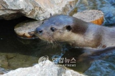 강원 주요 하천에 수달 서식