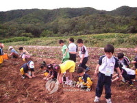 <카메라뉴스> 고구마캐기 현장체험 인기