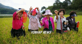 산청 메뚜기잡으며 쌀 품질 확인합니다