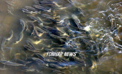 안산천, 물 반 숭어 반