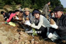울산 고구마 수확제