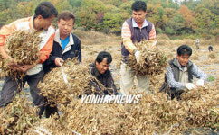 홍천서 `통일의 콩 가을 걷이 행사