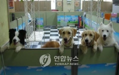 <일산에 강아지 유치원..한달 15만-40만원>