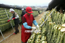 최전방 산골마을 시래기 말리기 한창