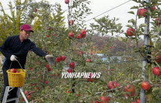 예산사과 수확한창