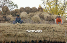 광한루원 초가지붕 잇기