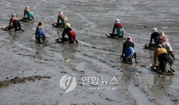 <`쫄깃쫄깃 벌교 참꼬막 제철이랑께>