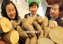 고구마? 아니 야콘입니다