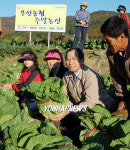 부산농협, 주말농장 품평회
