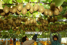 제주 골드키위 수확