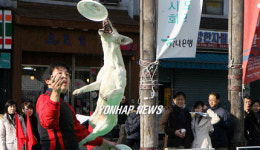 애완견의 비상