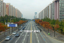 대전 한밭대로변 가로수