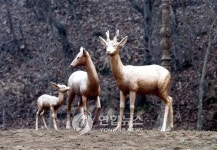 <카메라뉴스> 장릉의 전설인 노루 조형물 설치