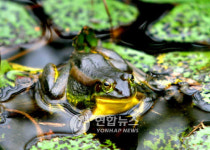 `두웅습지ㆍ`무제치늪 람사르습지 등록