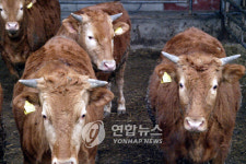 태백 한우 육질등급 우수<강원대 연구팀>