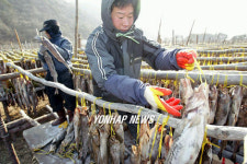 황태마을 추위야 반갑다