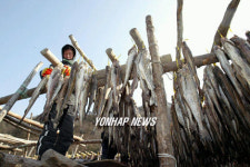 황태마을 추위야 반갑다