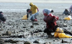 <해경 `전남해안 타르 대처 미흡 비난여론 비등>