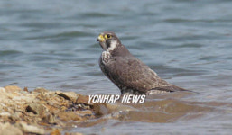 주남저수지를 찾은 매