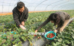 완주 삼례딸기 수확 한창