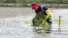 강추위 속 미나리 수확 한창
