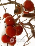 <카메라뉴스> 홍시(紅枾) 쪼아먹는 직박구리