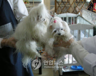 <대구서 0.5㎏짜리 초미니 견공 등장>