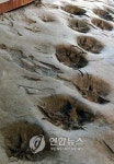 전남도 남해안 공룡화석지 세계유산 등재 신청