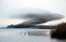 <해남 고천암호 철새들 지상 최대의 군무>