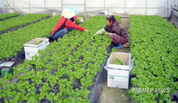 남원 신바람 상추 맛보세요