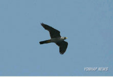 서해 무인도에서 멸종위기동물 5종 발견