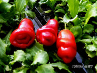 빨갛게 익은 남근 고추