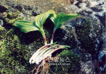 <울릉도 특산물 美수출길 활짝>