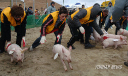 행운의 돼지야 달려라