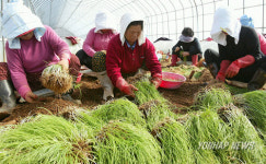 봄철 입맛 돋우는 달래 수확 한창