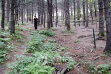 산불위험 태백산 등산로 일부 폐쇄