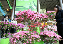 봄소식 전하는 SC제일은행