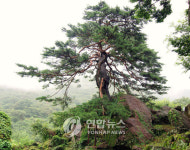 하동 문암송 등 3건 천연기념물 등재