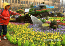 꽃 화단으로 탈바꿈한 구청 광장