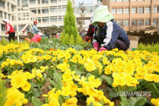 꽃 화단으로 탈바꿈한 구청 광장