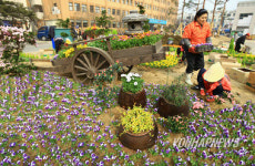 꽃 화단으로 탈바꿈한 구청 광장