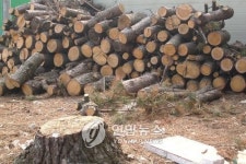 상징숲 훼손‥옥천 대성초교-동문회 갈등