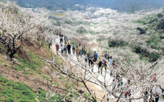 전남지역 이번주 절정 맞는 매화꽃