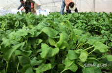 태안 갯바람 취나물 출하 한창