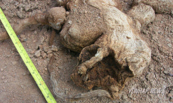 `국내최고령 백하수오