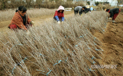 비타민나무, 새 농가소득원 관심