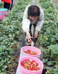 완주 삼례딸기 수확 한창