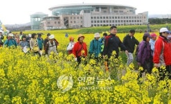 제주도는 유채꽃 세상..관광객 3만명 찾아