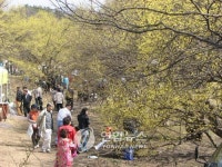 이천.양평 산수유 축제 동시 개막